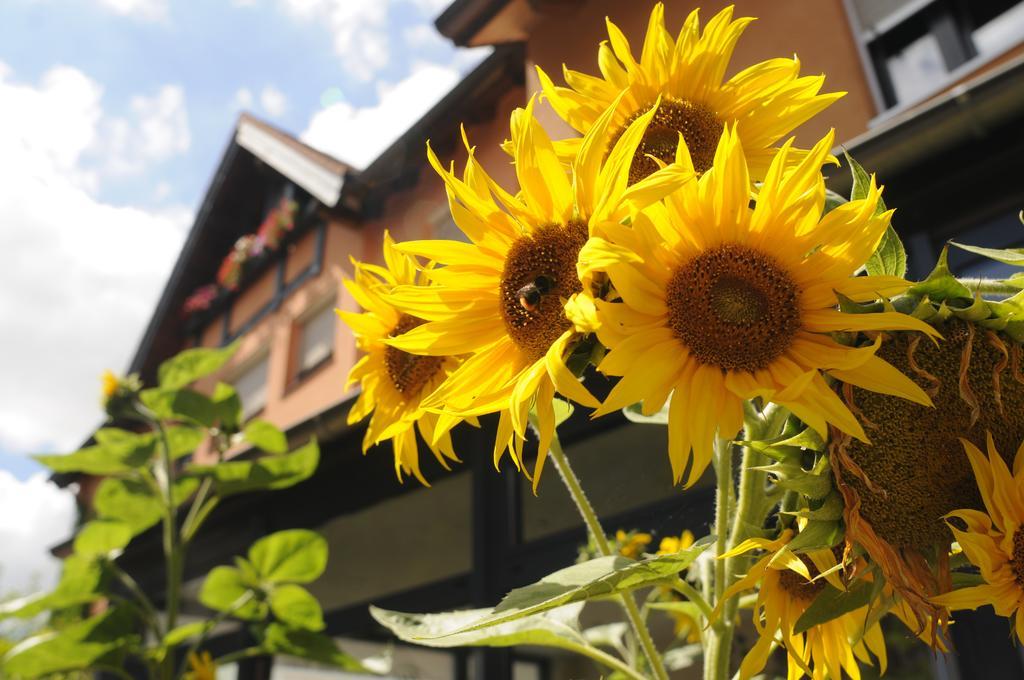 Bio Hotel Bayerischer Wirt Augsburg Ngoại thất bức ảnh